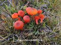 Hygrocybe substrangulata-amf2024